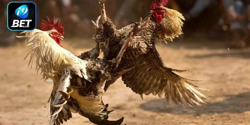 Đá gà C2 là gì, phân biệt với đá gà C1?