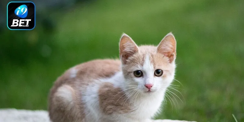 Mộng thấy mèo trắng