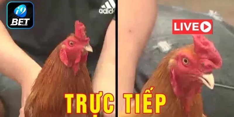 Truyền hình trực tiếp