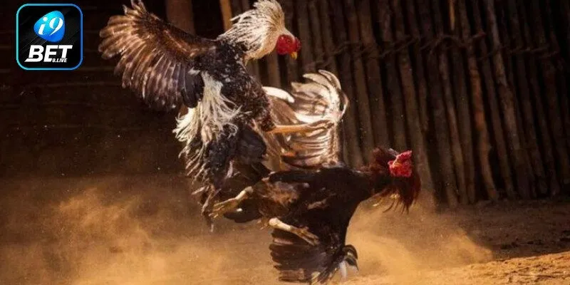 Mẹo cược đá gà C2 chắc thắng cho người mới bắt đầu